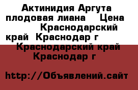 Актинидия Аргута плодовая лиана  › Цена ­ 200 - Краснодарский край, Краснодар г.  »    . Краснодарский край,Краснодар г.